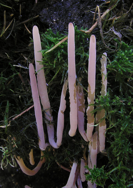 Clavaria purpurea